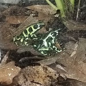 Meet your Posher, Rose